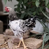 فروش مرغ و خروس