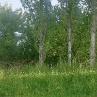 درخت قلمه تبریزی|گل و گیاه طبیعی|صومای برادوست, |دیوار