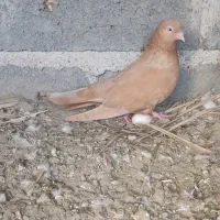 کبوتر درجایی  درجه 1