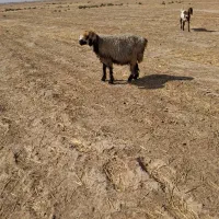 میش ونرمیش