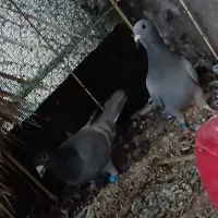 الماسی دوخت