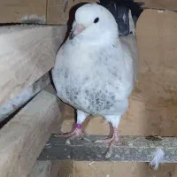 کبوتر گم شده|حیوانات|لشت نشا, |دیوار