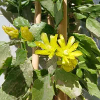 گلهای طبیعی|گل و گیاه طبیعی|شازند, |دیوار