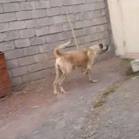 گم شدن سگ|سگ|الیگودرز, |دیوار