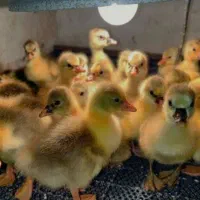 جوجه غاز محلی