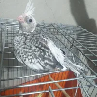 عروس هلندی سرلاکی