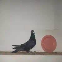 کبوتر پلاکی