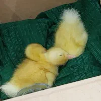 جوجه اردک