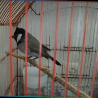 وقت رسیدگی بهش ندارم
