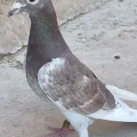 جان آردن قورعی|پرنده|شیراز, شهرک گلها|دیوار