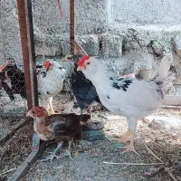 مرغ خروس|حیوانات مزرعه|کردکوی, |دیوار