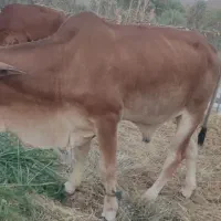 گاو سه تا با هم|حیوانات مزرعه|چابهار, |دیوار
