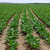 اجاره 10هکتار زمین کشاورزی بارانی