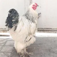 خروس برهما