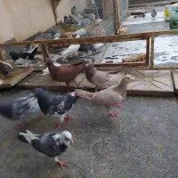 تعدادی کبوتر دورگ وپلاکی|پرنده|فولادشهر, زاینده رود|دیوار