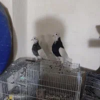 کبوتر طوقی|پرنده|سنندج, |دیوار