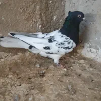 سه تا ماده بهبهونی