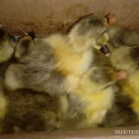 جوجه غاز محلی