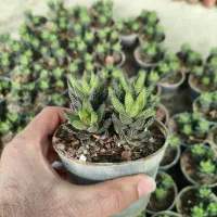 گل و گیاه|گل و گیاه طبیعی|گلبهار, نوبهار|دیوار