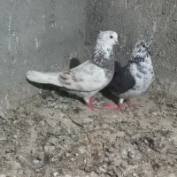 حیوانات|پرنده|بندر ترکمن, |دیوار