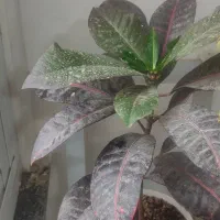 گل وگلدان|گل و گیاه طبیعی|مشهد, نظام دوست|دیوار