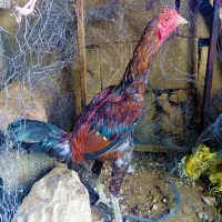 خروس لاری