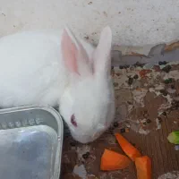 خرگوش