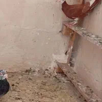 کفتر. پلنگ|پرنده|زاهدان, |دیوار