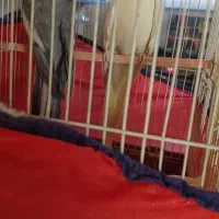 عروس هلندی