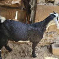 نری چاق ۱۰ کیلو