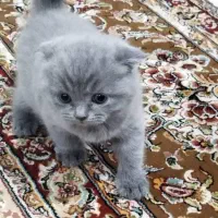 گربه اسکاتیش