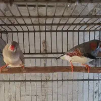 فنچ کینگ|پرنده|بوشهر, |دیوار