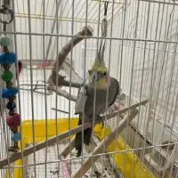 عروس هلندی|پرنده|قدس, شهرقدس|دیوار