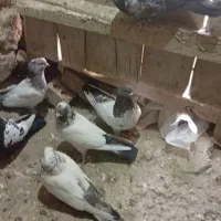 کبوتر کله دم پرشی|پرنده|بیجار, |دیوار