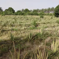 برگ تازه آلوئه ورا|گل و گیاه طبیعی|توکهور, |دیوار