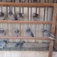 کبوتر ترکیه ای وارداتی اصل|پرنده|تهران, تجریش|دیوار