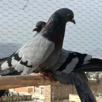 کبوتر سبز اصفهانی و تهرونی