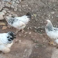 برهما،اردک اسرائیلی