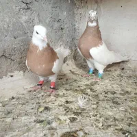 کبوتر طوقی طوق زرد بهبهانی عروسک خوشکل|پرنده|شیراز, شریف‌آباد|دیوار