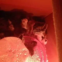 جوجه ابریشمی و گلین