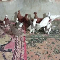 اهواز تصفیه