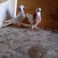 یه جفت شمرونی ذات دار|پرنده|تهران, دربند|دیوار