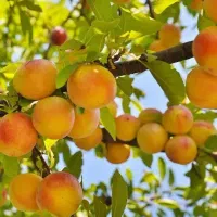 ارائه نهال زرد الو جهانگیری