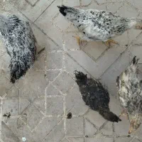چهار تا جوجه رسمی چهار ماهه|حیوانات مزرعه|قم, عمار یاسر|دیوار
