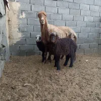 میش جوان دوقلو زا با دو بره ماده آذوقه خور