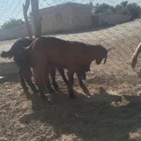 دوعددکهره‌نر‌بفروش‌میرسدمشتری‌واقعی‌تماس‌بگیرد