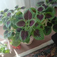 تعدادی گل سرحال وشاداب