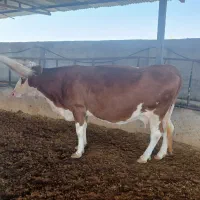 ۳راس گاو آبستن ۸ماهه و۲راس گوساله شیری|حیوانات مزرعه|جره و بالاده, |دیوار