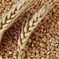 بذر گندم کلکتور و باسیلو قیمت ۲۸۰۰۰ تومن