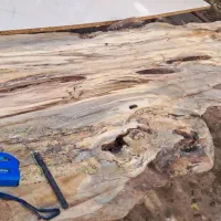 میز و کالای چوبی طبیعی جنگلی